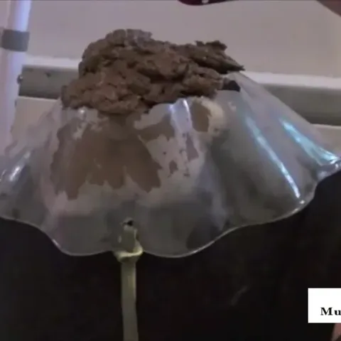 Long Poop Snakes Piled On Your Face