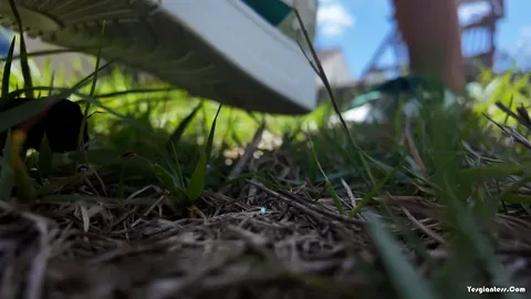 WorldUnseenFilms - Lost in the Grass