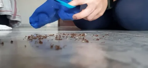 Giantess Hajar - Ants crush by Hajar
