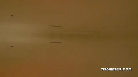 BuddahsPlayground - The Tiny Escapee