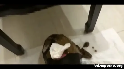 Chinese Scat Love - Lucky Slave Jerks Off While Eating The Shit