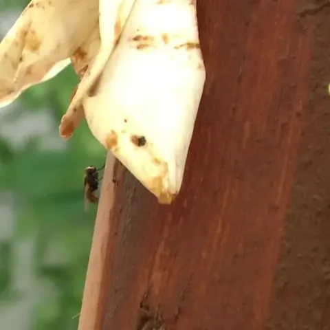 Scat Flower