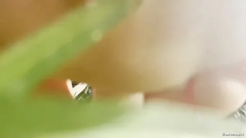 AriaNicoleXXX - Just An Ant In The Dirt