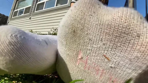 Canadian Giantess - Giantess Eclipses Mants
